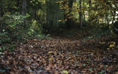 Walking in the woods is a remedy