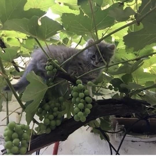 Hajdi shkon në parajsën e maceve – Manolita Hida